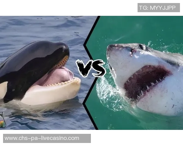 VS大鲨鱼的精彩对决揭示了篮球战术与团队合作的重要性